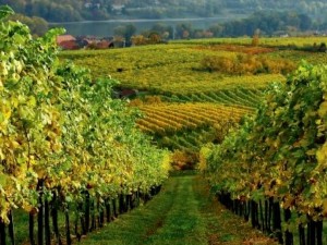 Bio és biodinamikus borok